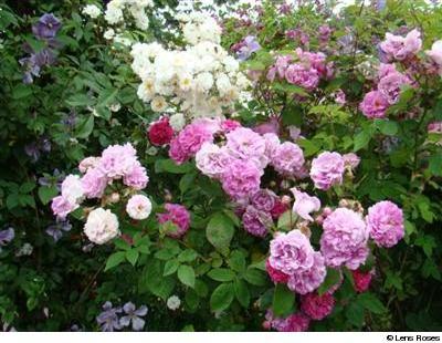 Rosa multiflora ‘Platyphylla’ - Obrázek 2