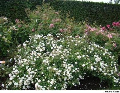 Schoone Gezelle Blomme - Obrázek 2