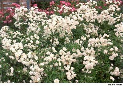 Schoone Gezelle Blomme