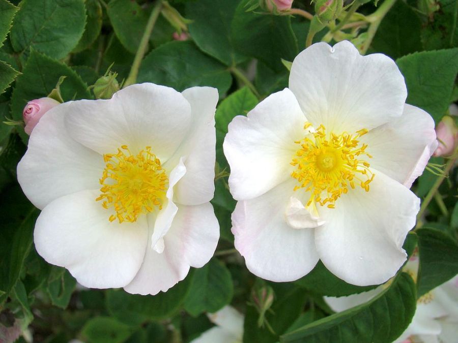 rosa x dupontii - Obrázek 2