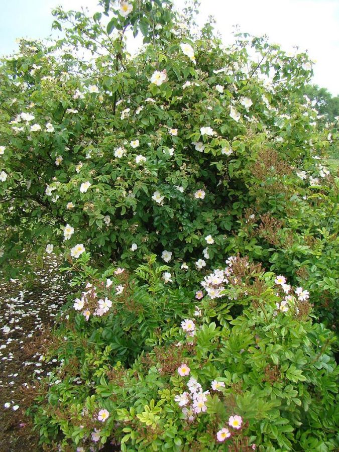 rosa x dupontii