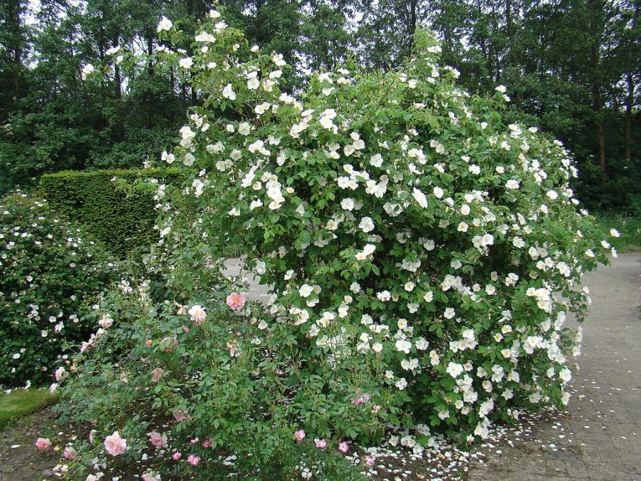 rosa x dupontii - Obrázek 3