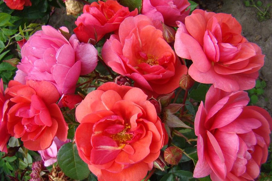 Folle Framboise - Obrázek 3