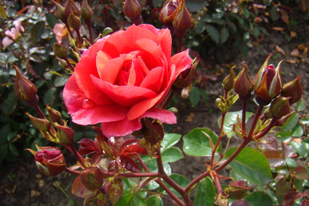 Folle Framboise