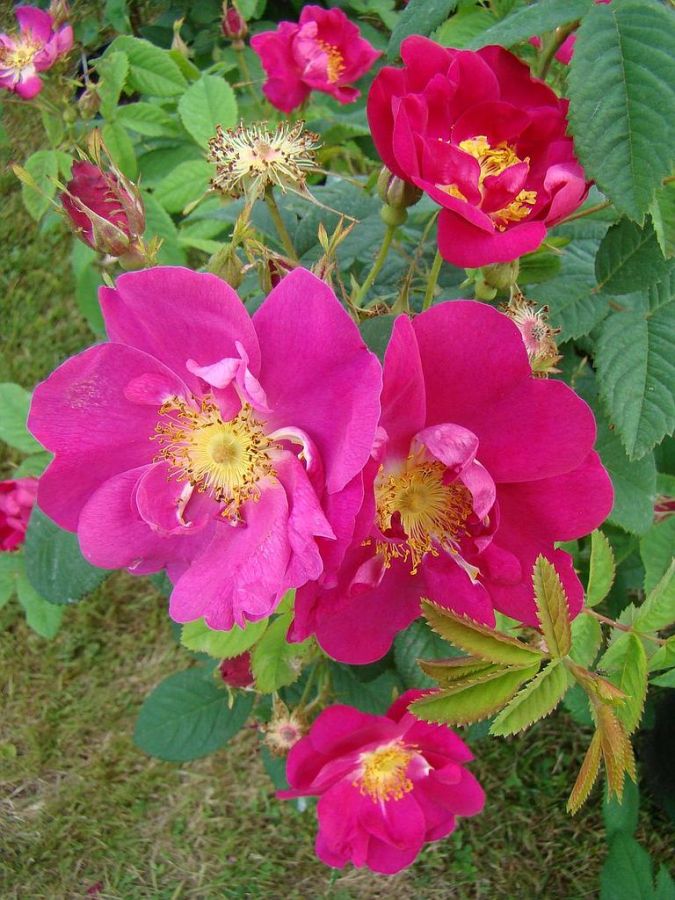 rosa gallica - Obrázek 4