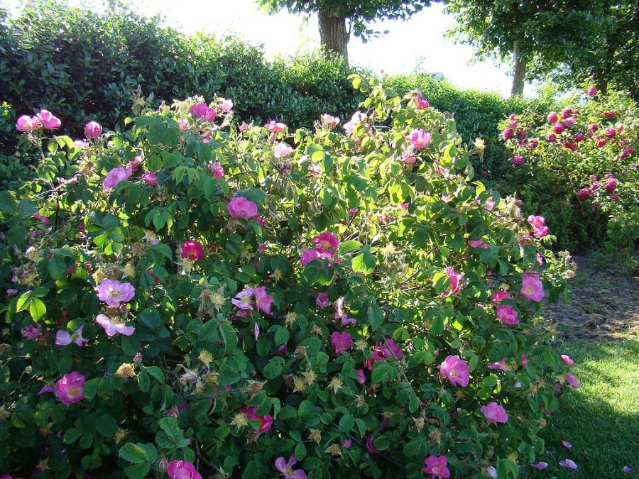 rosa gallica - Obrázek 3