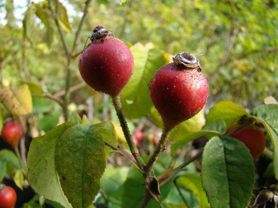 rosa gallica - Obrázek 2