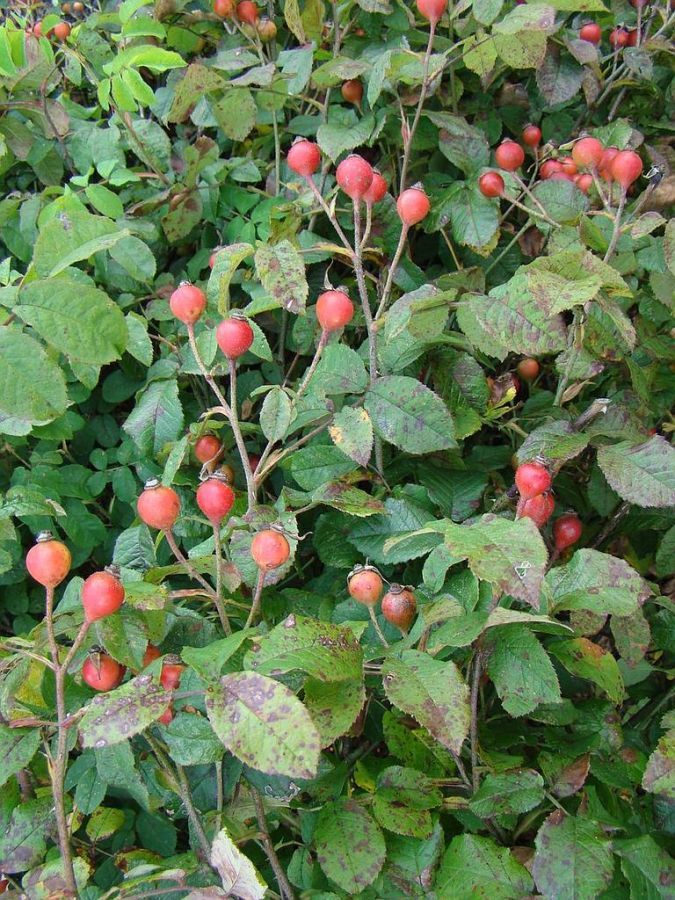 rosa gallica