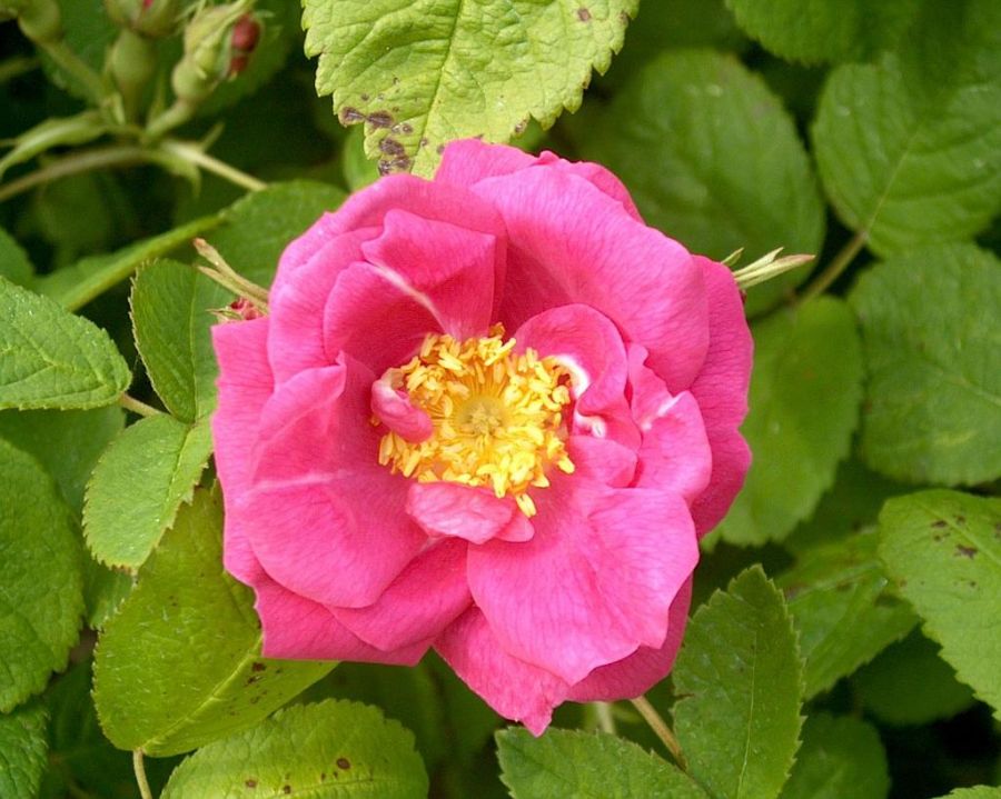 rosa gallica Officinalis - Obrázek 2