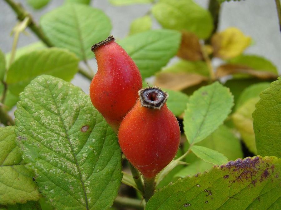 rosa gallica Officinalis