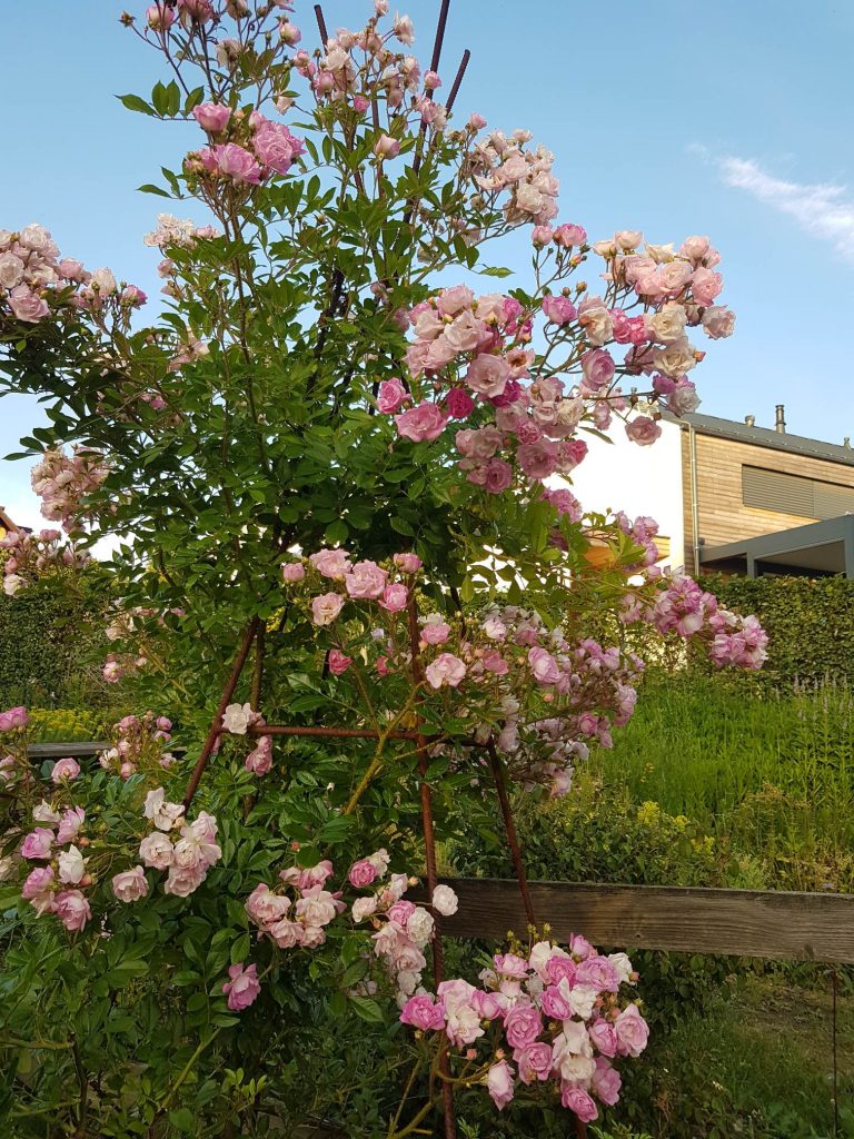 Gardens of Hex®