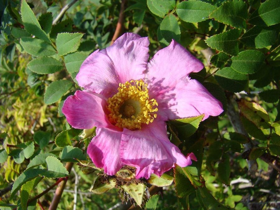 R. roxburghii 'Lampion'