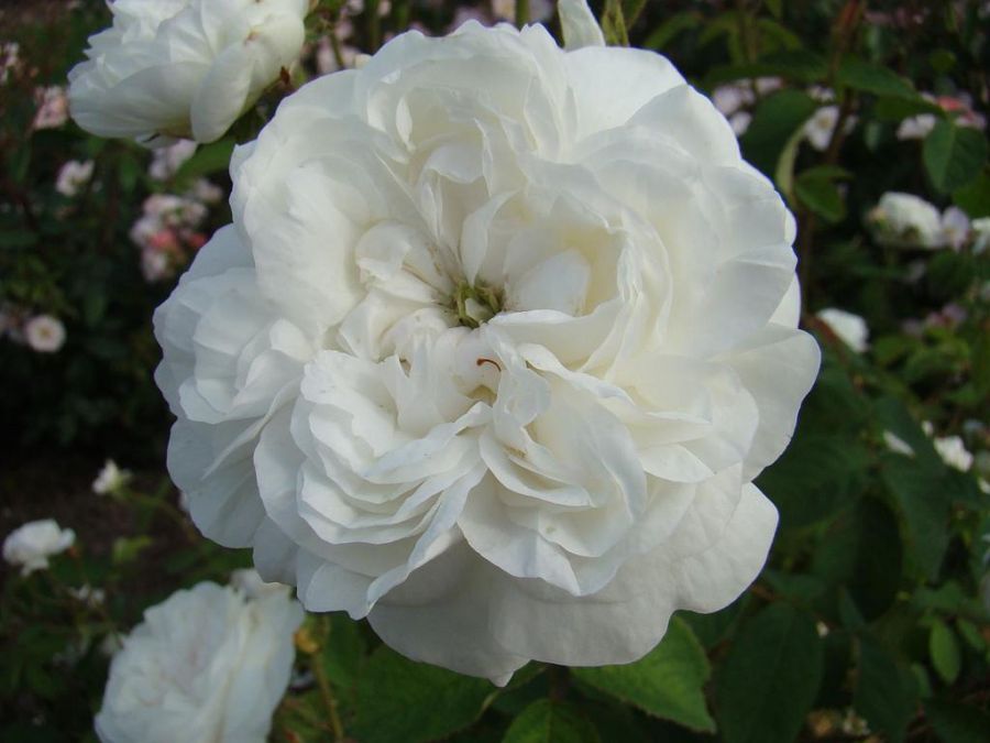 Mme. Hardy
