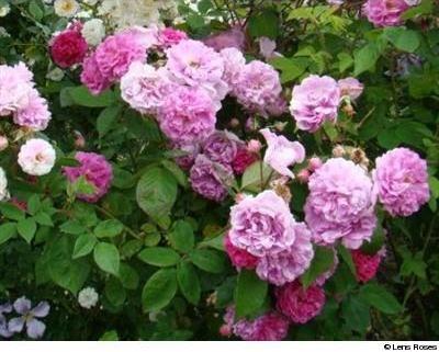 Rosa multiflora ‘Platyphylla’