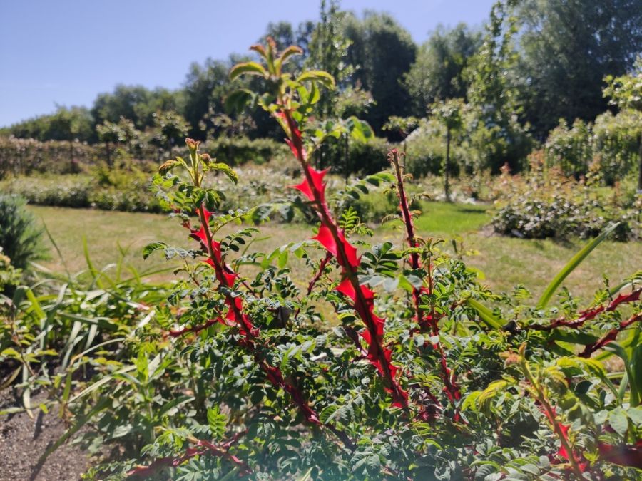 Rosa omeiensis pteracantha - Obrázek 4