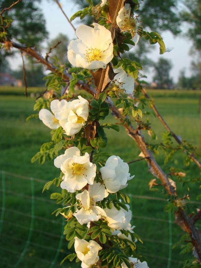 Rosa omeiensis pteracantha - Obrázek 3