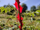 Rosa omeiensis pteracantha - Obrázek 2