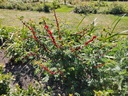 Rosa omeiensis pteracantha - Obrázek 5