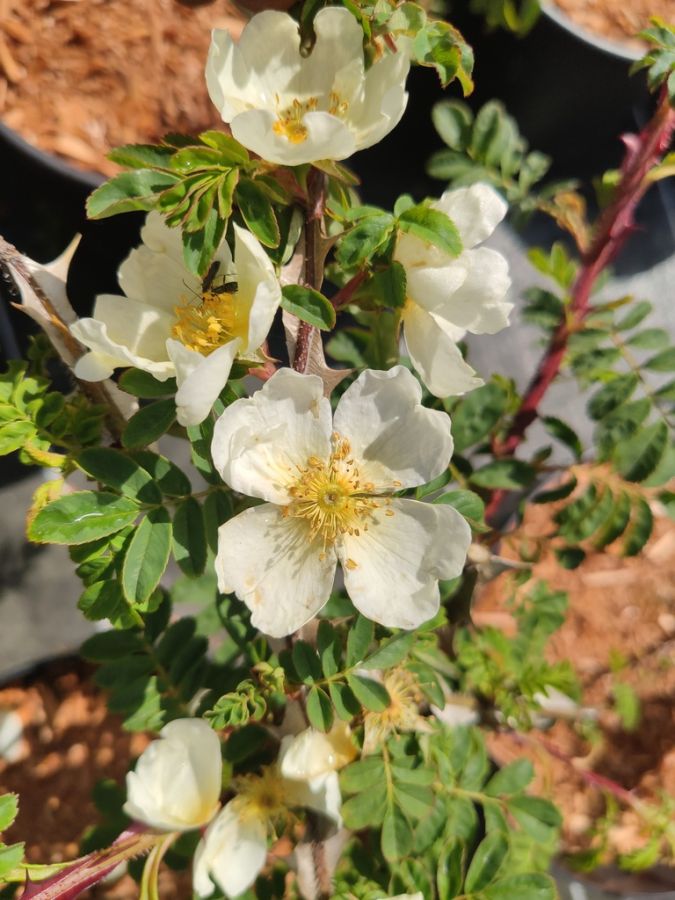 Rosa omeiensis pteracantha