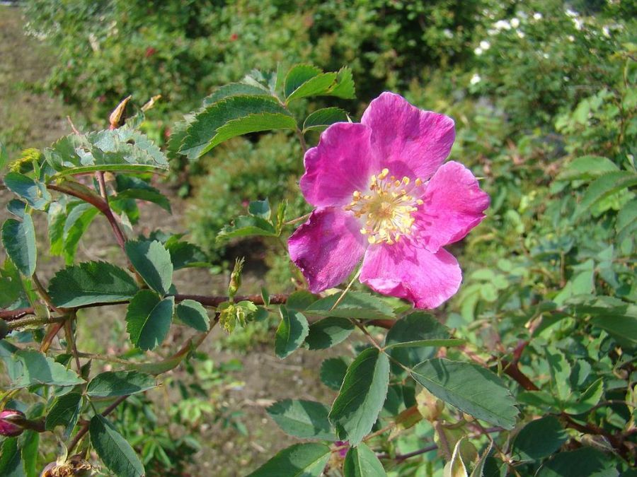R. pendulina pyrenaica