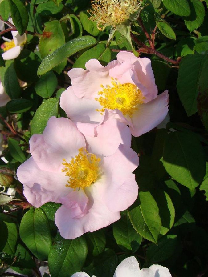 rosa x polliniana - Obrázek 2