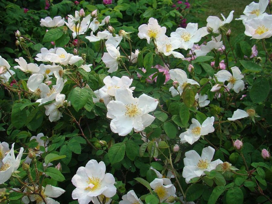 rosa x polliniana