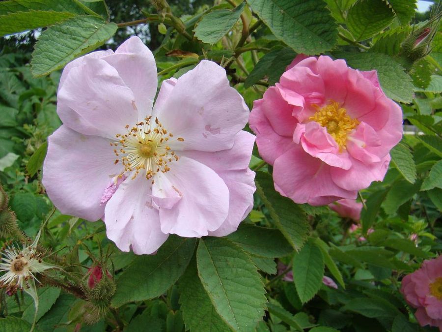 R. pomifera duplex - Obrázek 5