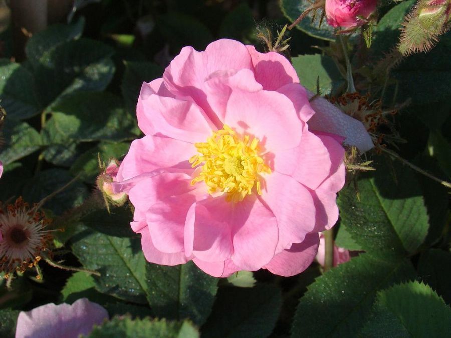R. pomifera duplex - Obrázek 4