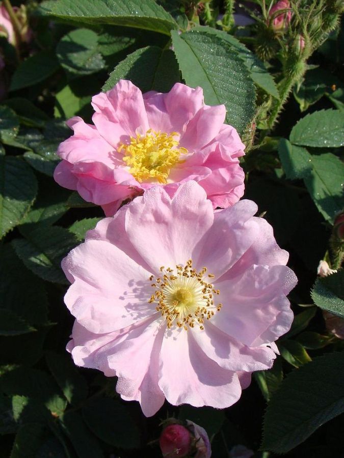 R. pomifera duplex - Obrázek 3