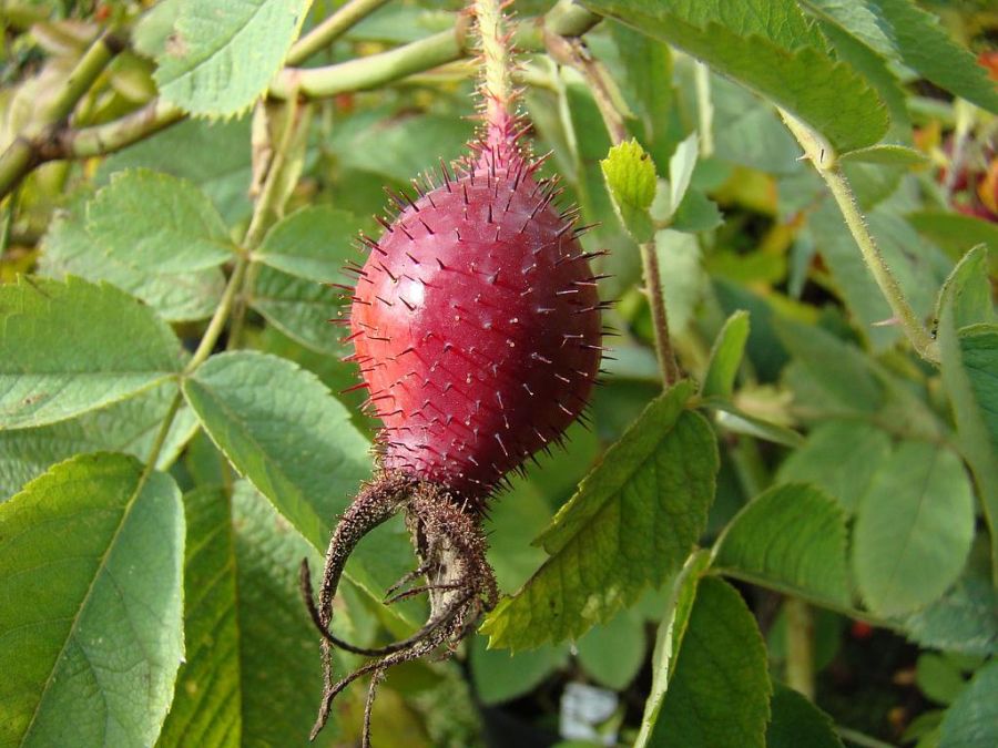 R. pomifera duplex