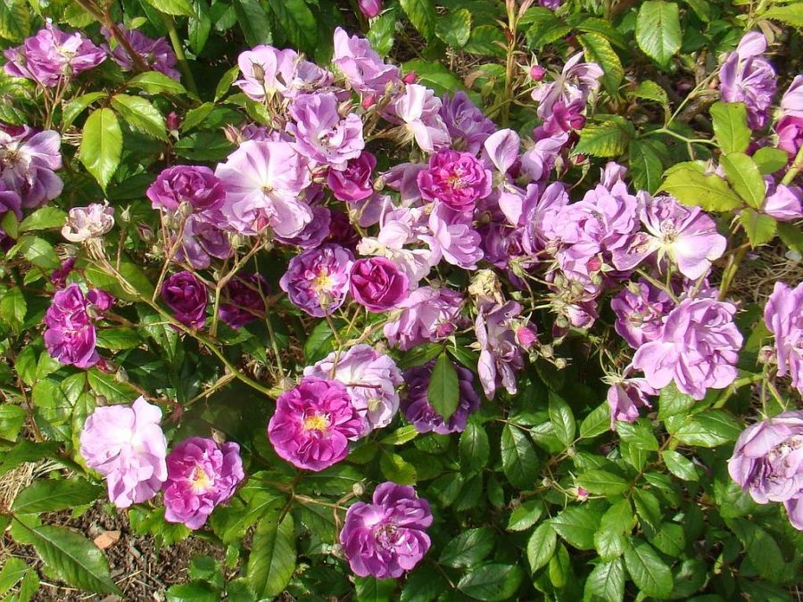 Purple Skyliner