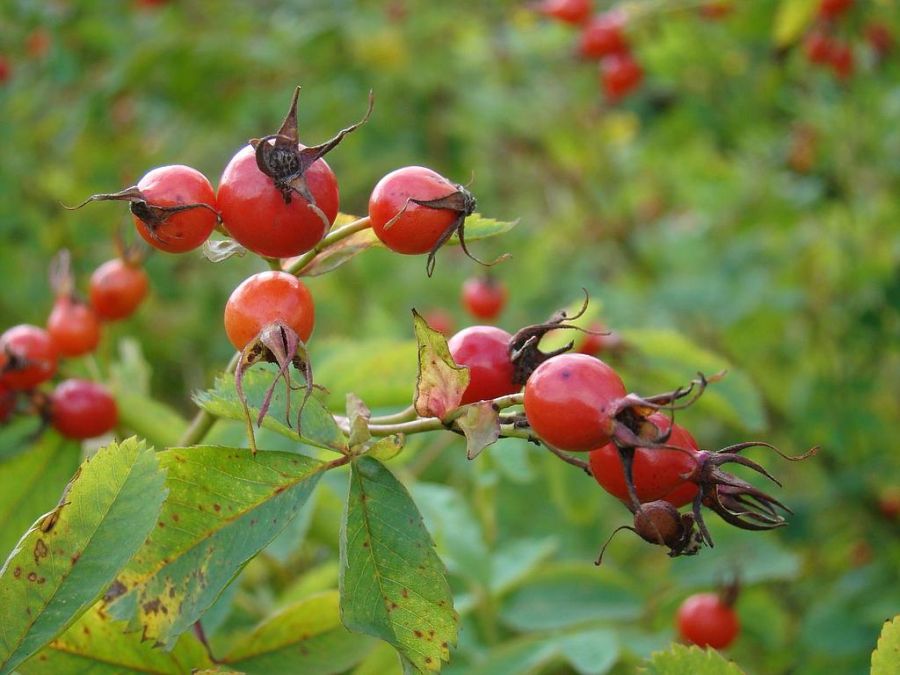 Rosa majalis (Rosa cinnamomea)