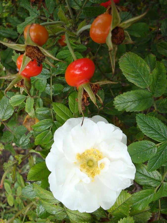 Schneezwerg
