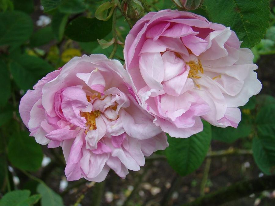 York and Lancaster - Obrázek 2