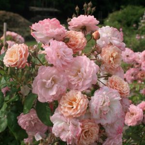 Godelieve parmi les roses®