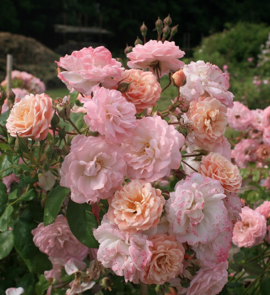 Godelieve parmi les roses®