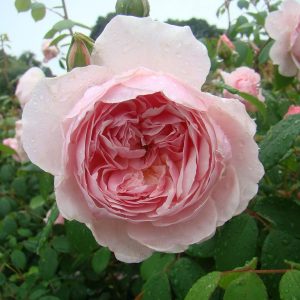 Wisley 2008®