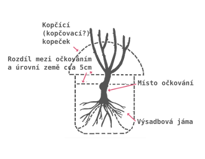 Schéma správné hloubky výsadby růže s vyznačeným místem očkování